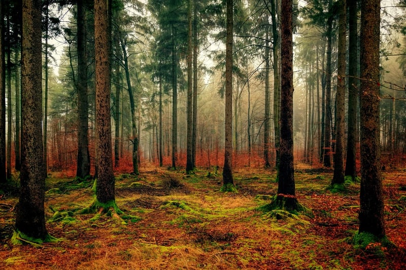 Mossy Greenery