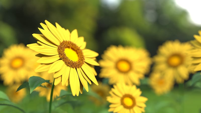 Wildflower Arrangement
